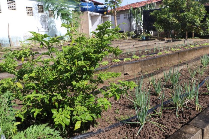 Horta comunitária do CSU de Castelo Branco leva alimentos orgânicos para famílias em situação de vulnerabilidade social