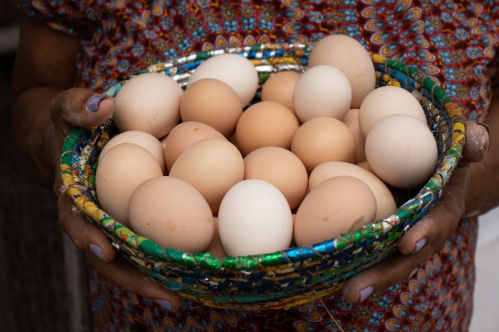 Avicultura de galinha caipira se consolida como sistema produtivo estratégico para a agricultura familiar baiana