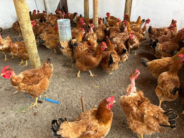 Avicultura de galinha caipira é fonte de renda para famílias de assentados no município de Senhor do Bonfim