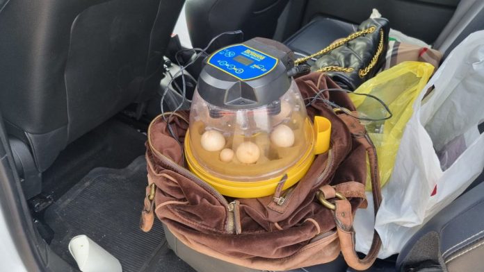 Operação impede tráfico internacional de ovos da espécie arara-azul-de-lear