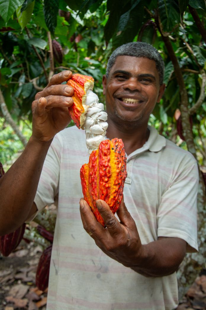 Dia do Cacau: Bahia investe no desenvolvimento sustentável do cacau, da amêndoa ao chocolate