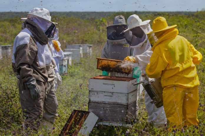 Edital impulsiona apicultura e meliponicultura na Bahia
