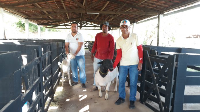 Centro de reprodução de caprinos e ovinos é inaugurado em Andorinha