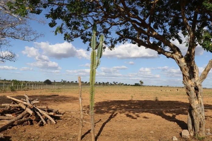 Ações para o enfrentamento da desertificação serão apresentadas pelo Governo do Estado em Paulo Afonso