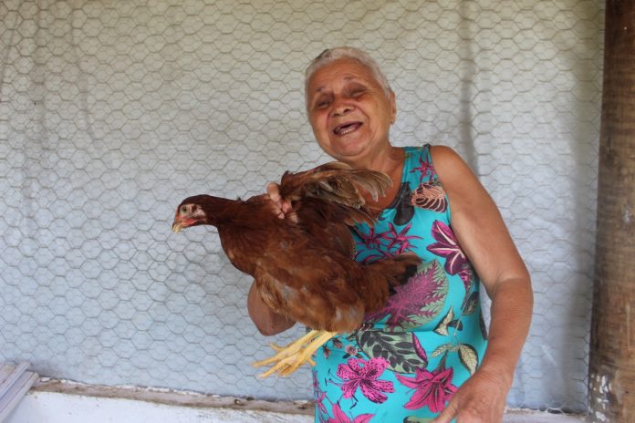 Criação de galinhas impulsiona segurança alimentar e geração de renda em comunidade quilombola de Irará