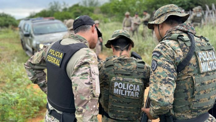 Polícias Militar e Federal desmontam plantação que geraria 1 tonelada de maconha