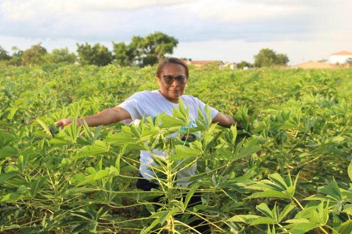 Produção de mandioca na zona rural de Santanópolis é revitalizada e leva empoderamento para agricultoras